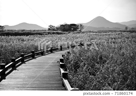 The road you want to walk, autumn reed field 71860174