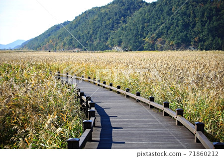 The road you want to walk, autumn reed field The road you want to walk, autumn reed field 71860212