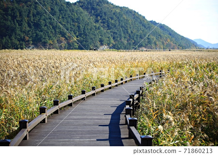 The road you want to walk, autumn reed field The road you want to walk, autumn reed field 71860213