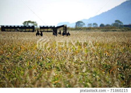 The road you want to walk, autumn reed field 71860215