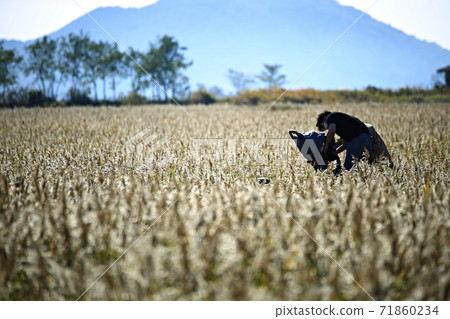The road you want to walk, autumn reed field 71860234
