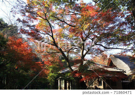 Forest of Suisokuken Forest of Suisokuken 71860471