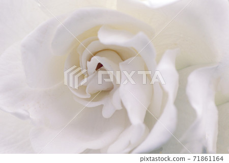 梔子純潔的白色花朵散發出甜美的氣味 71861164