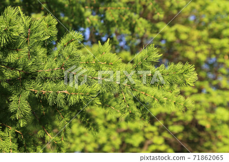 Green branch of larch with fresh leaves lit by the sunlight Green branch of larch with fresh leaves lit by the sunlight 71862065