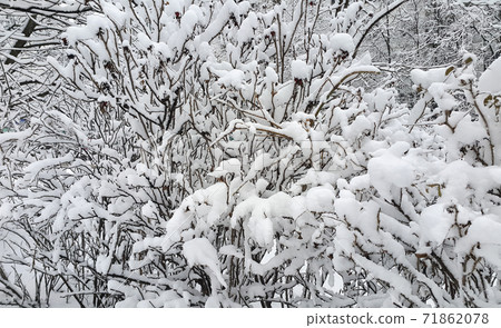 Bushes covered with snow close-up Bushes covered with snow close-up 71862078