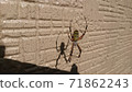 Spider hanging along the wall ① 71862243