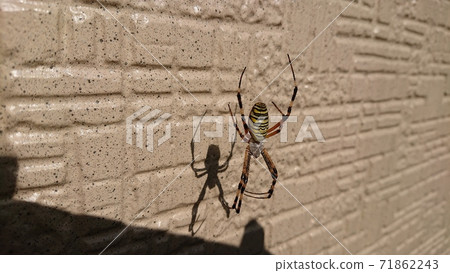 Spider hanging along the wall ① 71862243