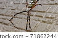 Spider hanging along the wall ② 71862244