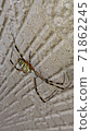 Spider hanging along the wall ③ 71862245