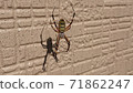 Spider hanging along the wall ⑤ 71862247