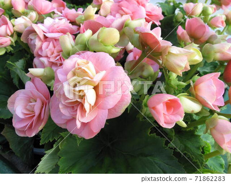 美麗盛開的七彩粉紅色花朵 71862283