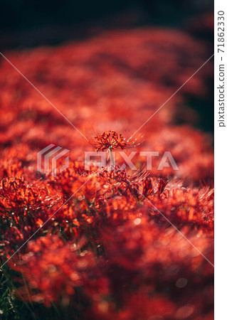 Cluster amaryllis Cluster amaryllis 71862330