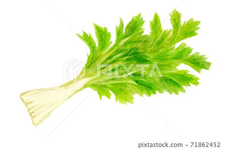 Celery watercolor illustration Celery watercolor illustration 71862452