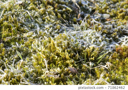 Frozen moss 71862462