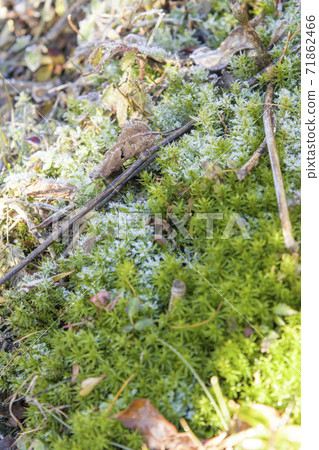 Frozen moss 71862466