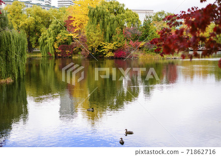 秋天的中島公園(札幌市) 秋天的中島公園(札幌市) 71862716