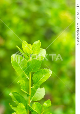 Indian marsh fleabane 71862812