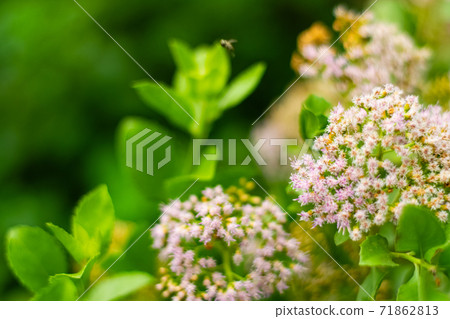 Indian marsh fleabane 71862813