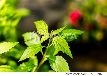 Orthosiphon aristatus green leaf Orthosiphon aristatus green leaf 71862820