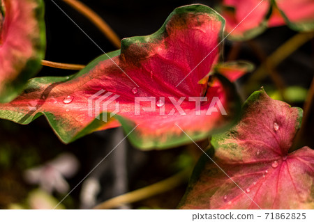 Beautiful Caladium bicolor 71862825