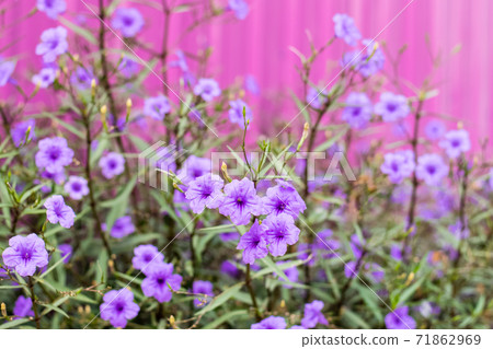 Purple Ruellia tuberosa 71862969