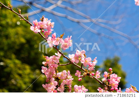 忠公園的櫻花盛開 71863251