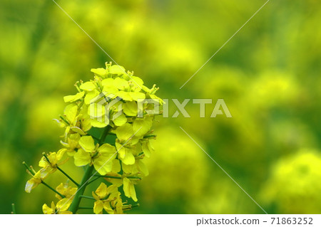 Flower telling the arrival of spring Flower telling the arrival of spring 71863252