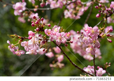 忠公園的櫻花盛開 忠公園的櫻花盛開 71863253
