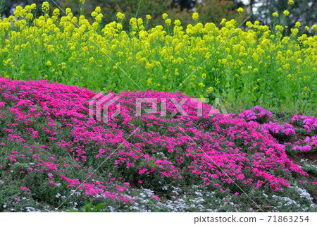 花告訴春天的到來 花告訴春天的到來 71863254