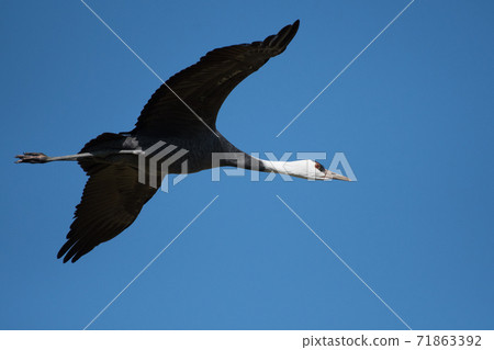 蔚藍色的天空飛過 蔚藍色的天空飛過 71863392