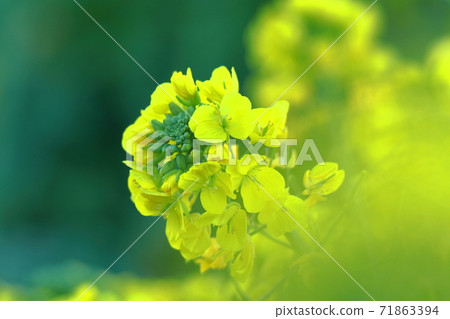 花告訴春天的到來 花告訴春天的到來 71863394