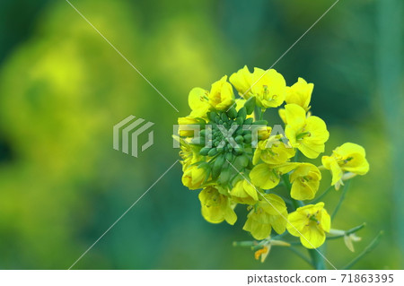 花告訴春天的到來 71863395
