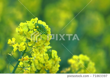 花告訴春天的到來 花告訴春天的到來 71863397