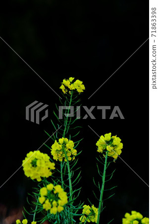 花告訴春天的到來 花告訴春天的到來 71863398