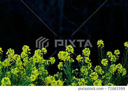 花告訴春天的到來 花告訴春天的到來 71863399