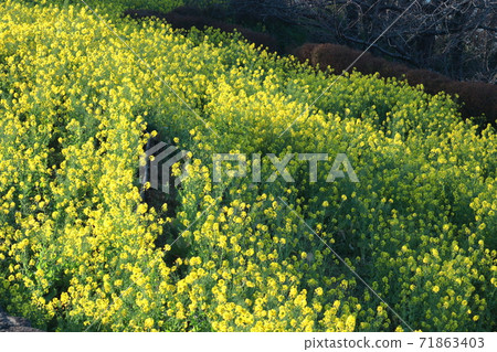 Flower telling the arrival of spring Flower telling the arrival of spring 71863403