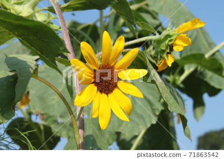 sunflower sunflower 71863542