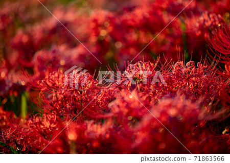 Cluster amaryllis 71863566