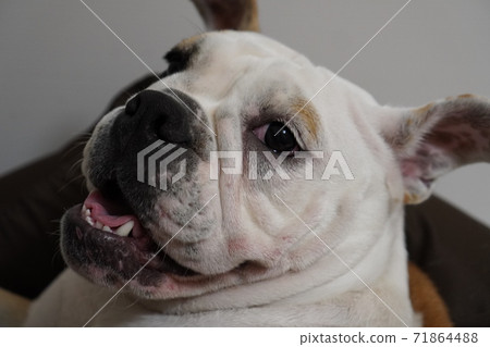 英國鬥牛犬室內照片5 71864488