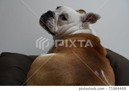 英國鬥牛犬室內照片6 英國鬥牛犬室內照片6 71864489