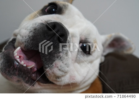 英國鬥牛犬室內照片7 英國鬥牛犬室內照片7 71864490
