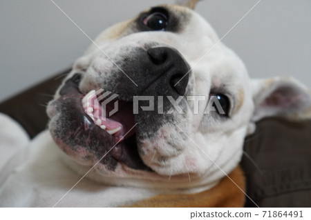 英國鬥牛犬室內照片8 71864491