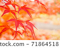 秋天的樹葉 71864518