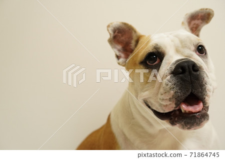 English Bulldog Indoor Photo 44 English Bulldog Indoor Photo 44 71864745