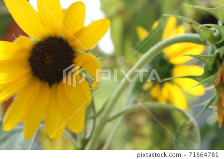 向日葵 向日葵 71864781