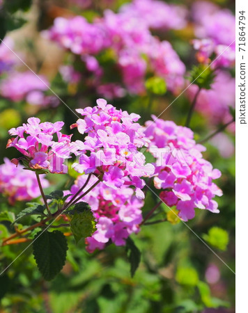 Lantana (Trailing lantana natural texture) Lantana (Trailing lantana natural texture) 71864794