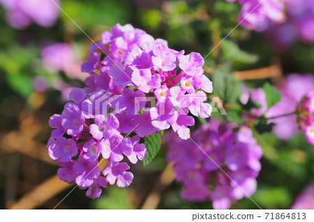 Lantana (Trailing lantana natural texture) 71864813