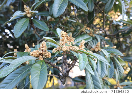 Loquat Loquat 71864830