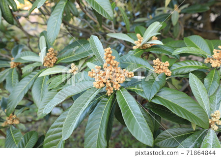 Loquat 71864844