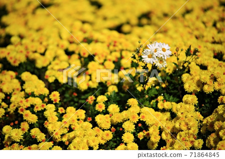 Beautiful Garden, Suncheon Bay National Garden 71864845